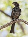 Fork-tailed Drongo-0898